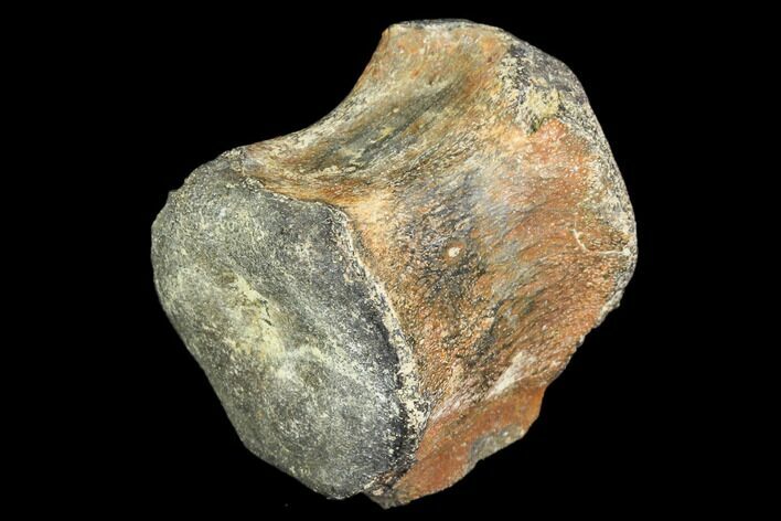 Fossil Hadrosaur Vertebra - Aguja Formation, Texas #105045
